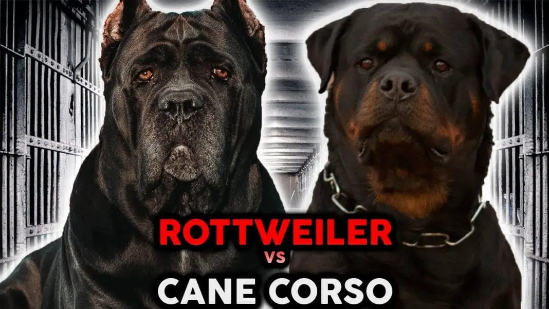 Cane Corso and Rottweiler