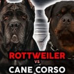 Cane Corso and Rottweiler