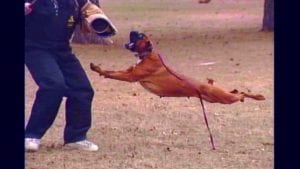 Dog Breeds Who Have Provided Their Service To The Nation With Honor 5 dogs service nation