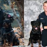dogs service nation