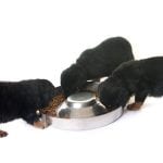 rottweilerhq-puppy-food-guidlines-rottie-800×450