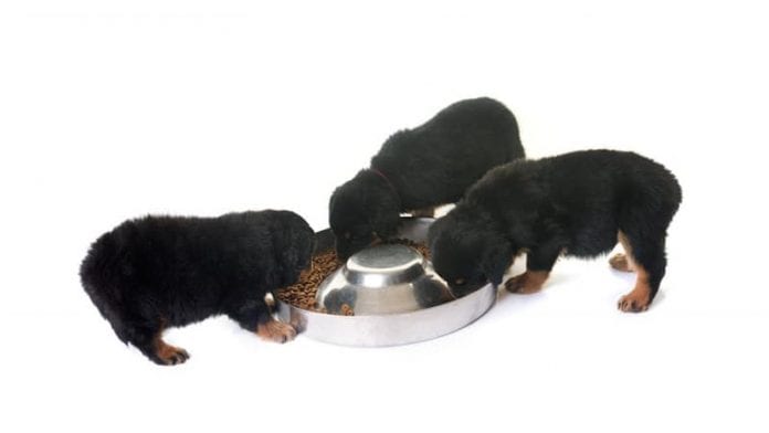 rottweilerhq-puppy-food