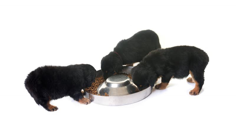 How, What, And When To Feed A Rottweiler Puppy? 2 rottweiler-puppy-food