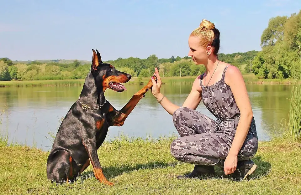 doberman rottweiler