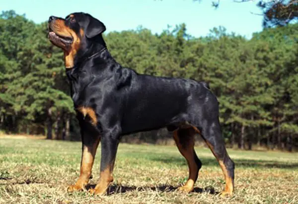 full grown rottweiler male