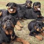 Rottweilers bark