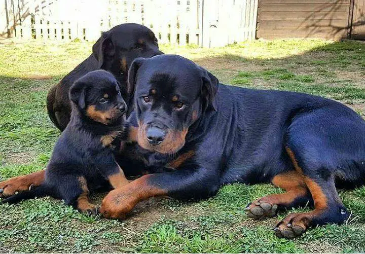 grooming your Rottie