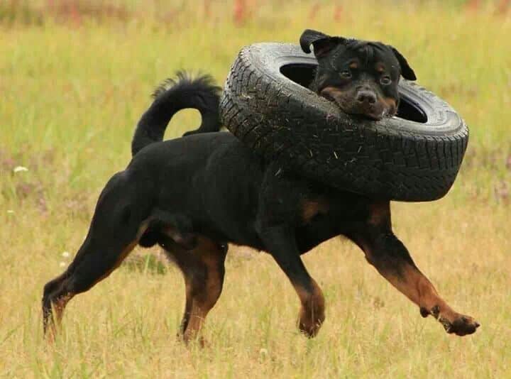 active Rottweiler