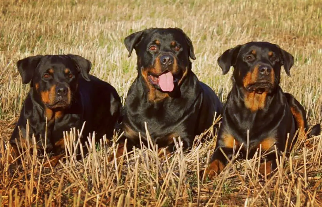 facts about Rottweilers