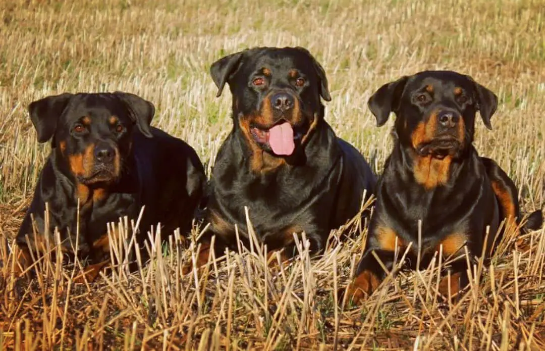6 Unknown Facts About Rottweilers That Will Make You Get One For Yourself 1 facts about Rottweilers