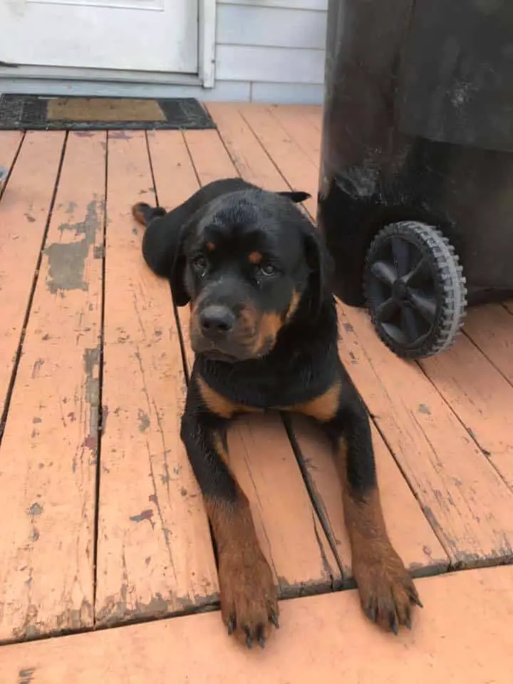rottweiler puppy trapped