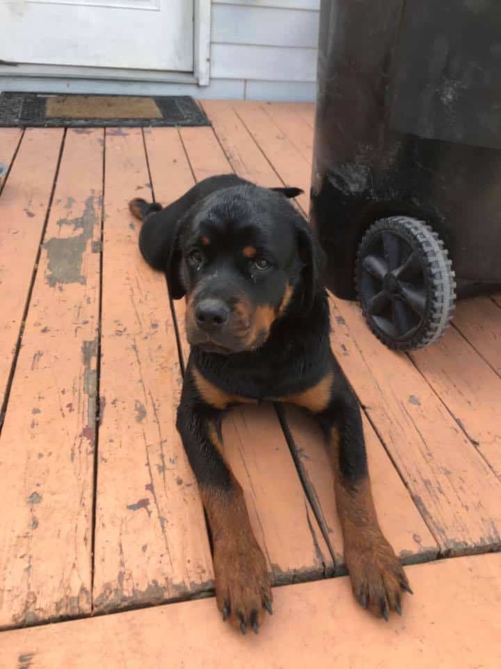 Firefighters Save The Life Of A Rottweiler Puppy Whose Head Got Stuck In A Cinderblock 3 rottweiler puppy after rescue