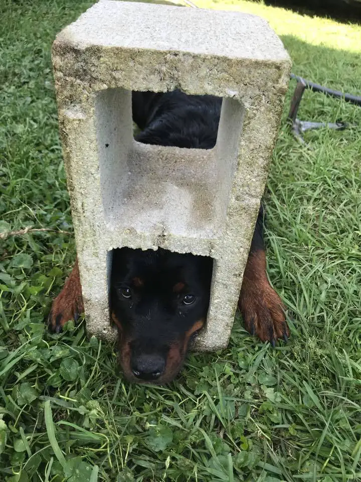 Firefighters Save The Life Of A Rottweiler Puppy Whose Head Got Stuck In A Cinderblock 1 rottweiler puppy trapped