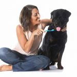 How-to-Brush-Your-Rottweilers-Teeth