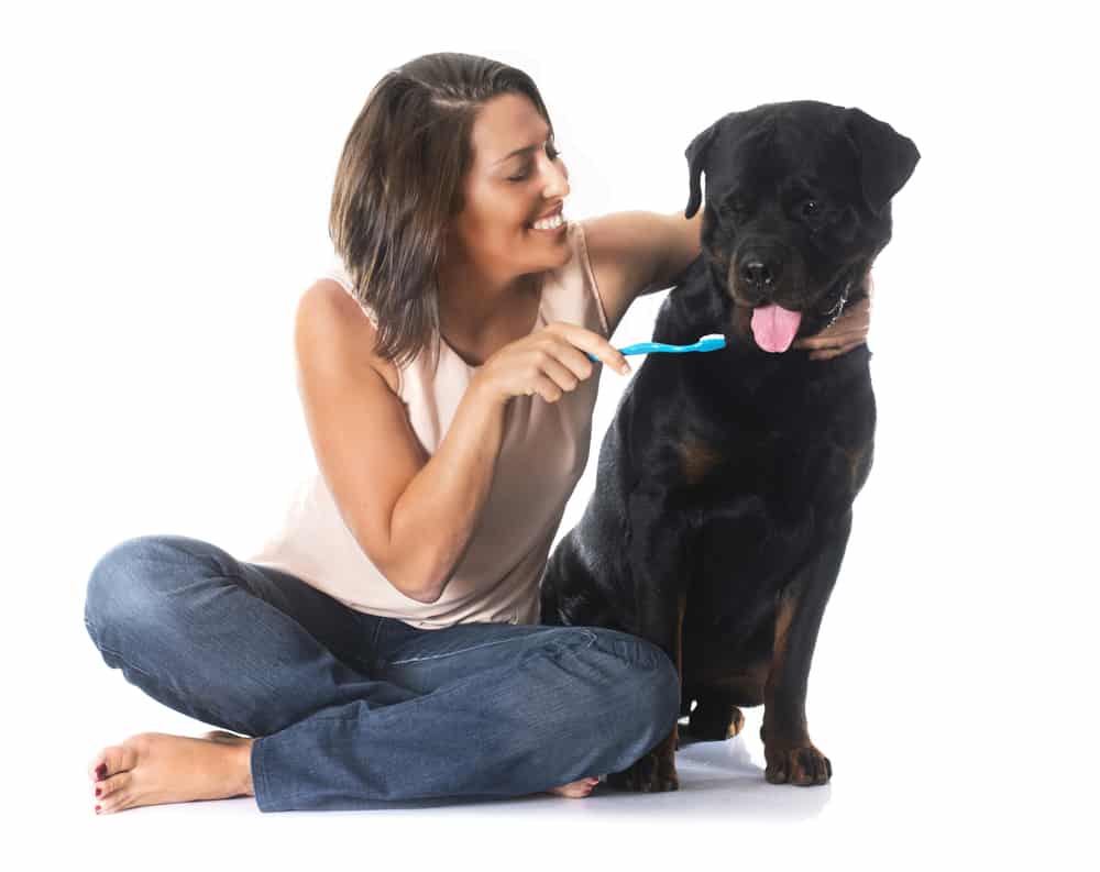 grooming your Rottie