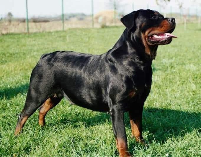 How To Get A Rottweiler Coat Shiny