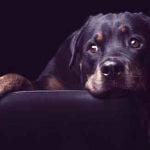 Rottweiler-Guard-Dog-Large