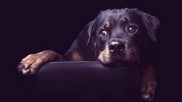 Do Your Rottweilers Bark Only At Specific People But Not At Others? 2 Rottweilers bark