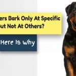 Rottweilers bark