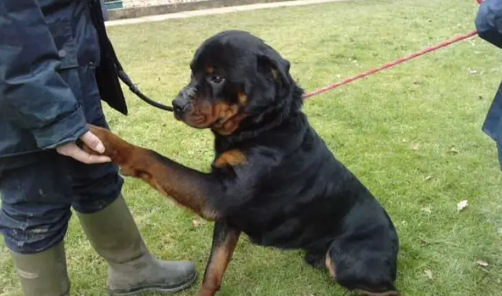 Struggling To Keep Your Rottweiler Healthy? Here Are 5 Exercises You Can Do Together 1 keep your Rottweiler healthy
