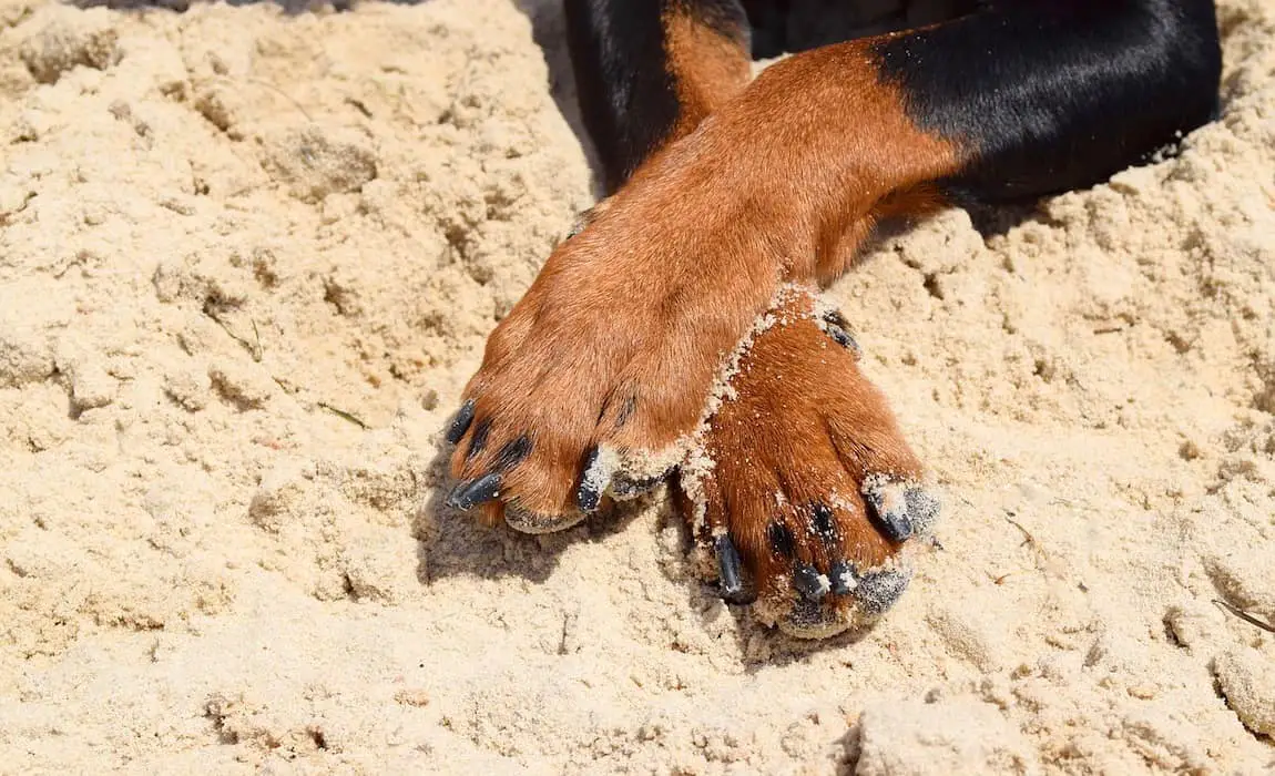 Rottweiler’s nails