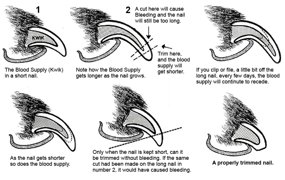 Take Care Of Your Rottweiler’s Nails: Long Nails May Harm Their Health 1 Rottweiler’s nails