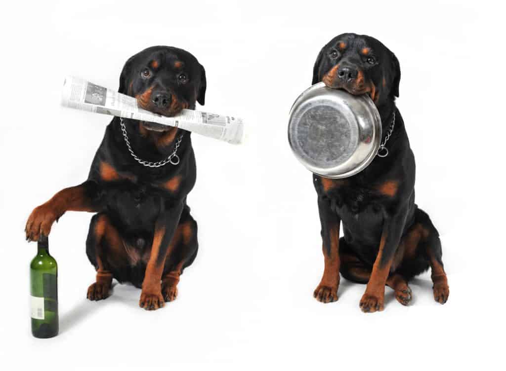 Rottweiler food