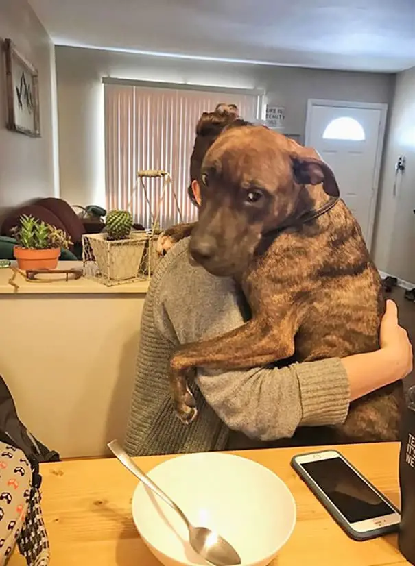 This Is Kylo, The Rescue Dog, Who Loves To Hug People And Sleep In Their Laps 7 Kylo the rescue dog