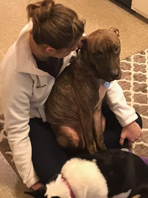 This Is Kylo, The Rescue Dog, Who Loves To Hug People And Sleep In Their Laps 6 Kylo the rescue dog