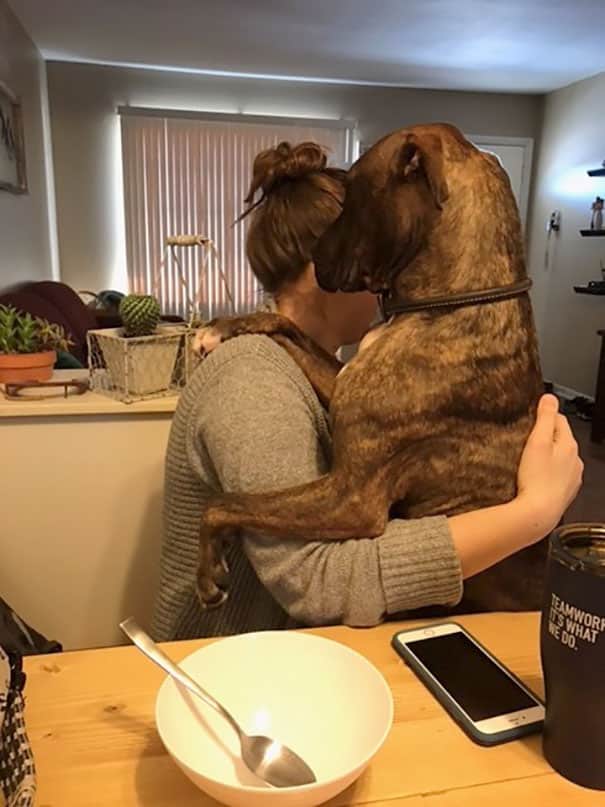 This Is Kylo, The Rescue Dog, Who Loves To Hug People And Sleep In Their Laps 1 Kylo the rescue dog