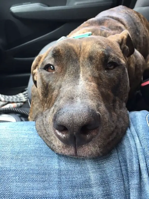 This Is Kylo, The Rescue Dog, Who Loves To Hug People And Sleep In Their Laps 4 Kylo the rescue dog