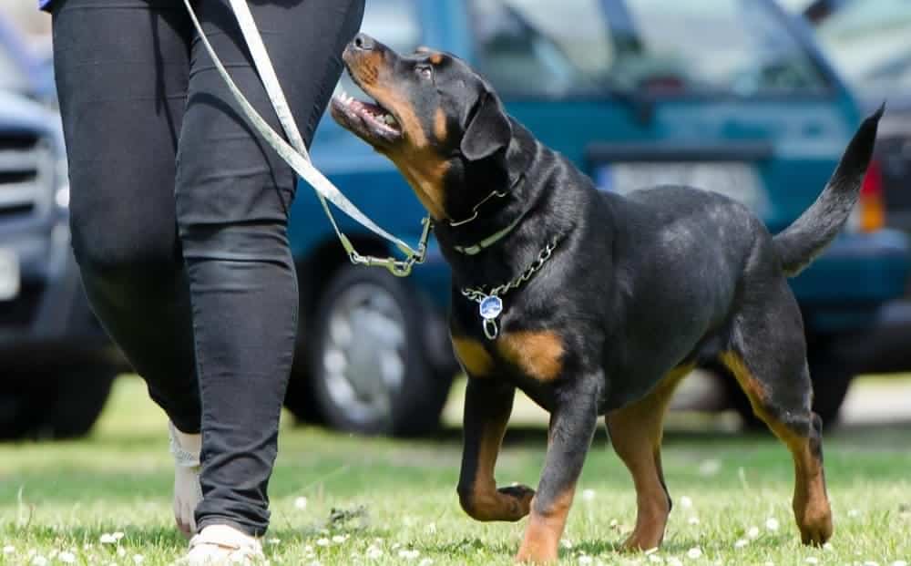Rottweilers Are Both Smart And Goofy: Establish Yourself As The Leader If You Want To Keep Them That Way 1 establish yourself as the leader