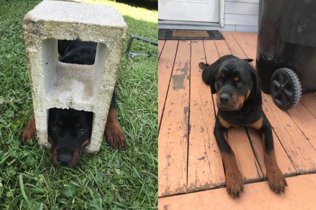 Firefighters Save The Life Of A Rottweiler Puppy Whose Head Got Stuck In A Cinderblock 2 rottweiler puppy