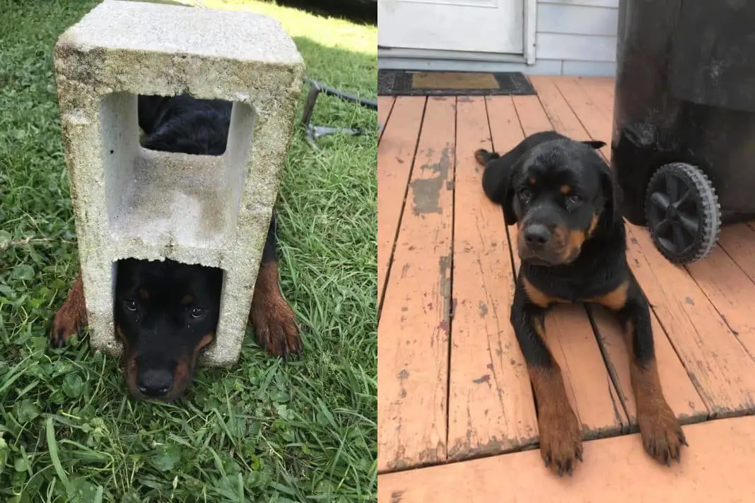 rottweiler puppy