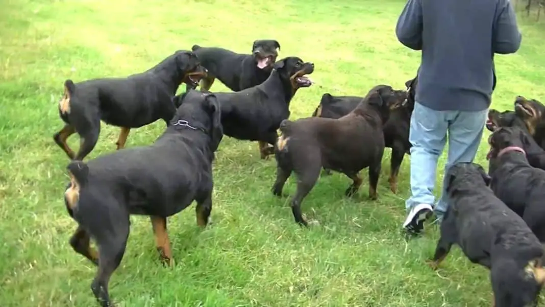 Amazing Rottweiler