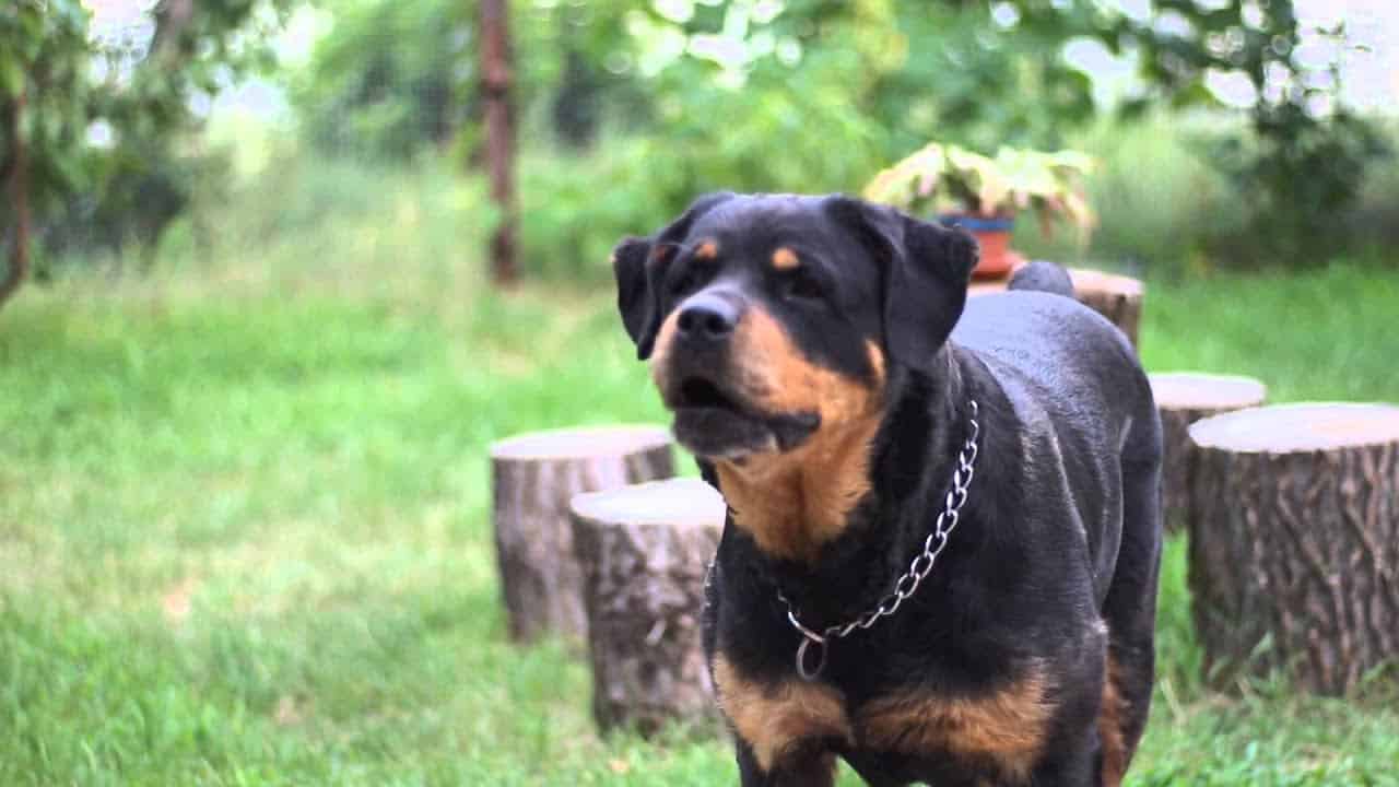 Rottweilers bark