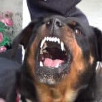 Rottweilers bark