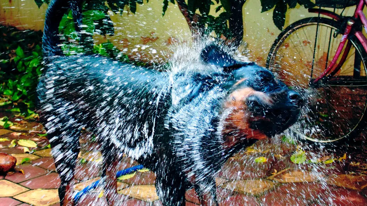 bathing tips for Rottweilers