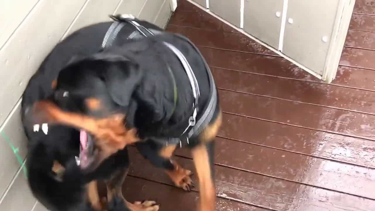 FunnyVideo For Lex "The rottweiler" chasing his tail 5 FunnyVideo For Lex “The rottweiler” chasing his tail