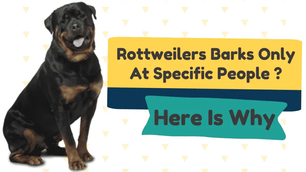 Rottweilers bark