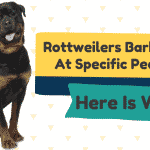 Rottweilers bark