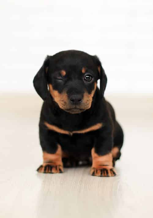 Bathing Tips For Rottweilers To Keep Your Furry Friend Squeaky Clean 1 bathing tips for rottweilers