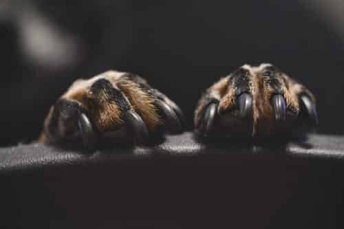 Rottweiler’s nails