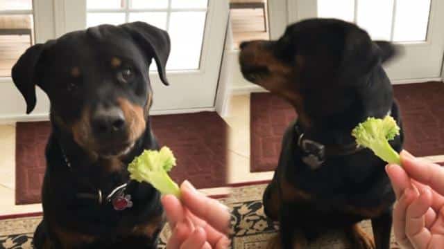 vegetables for your Rottweiler