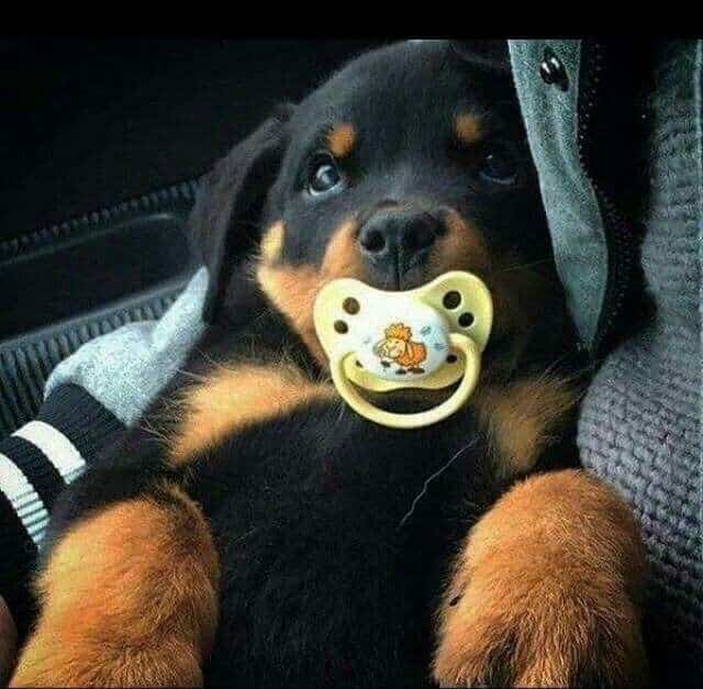 raising your rottweiler