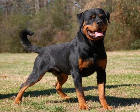 health of your rottweiler