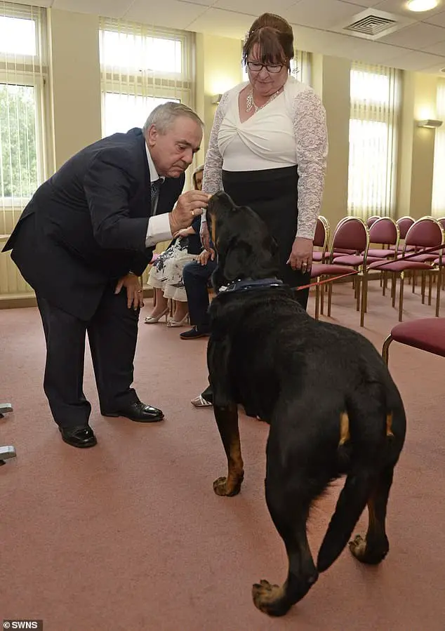 A Protective Rottie And Best Man In A Wedding Saves His Owner From Slipping Into A Diabetic Coma 3 protective rottie