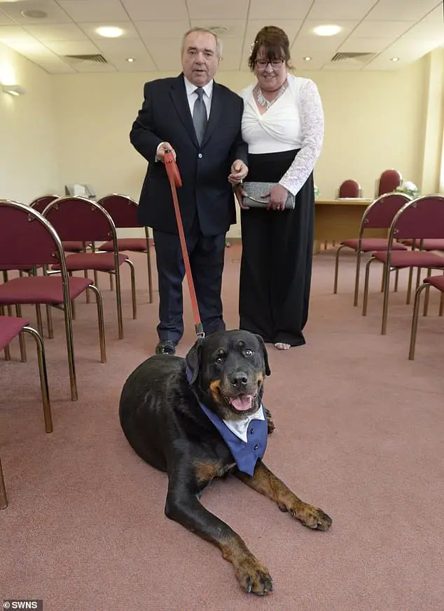 A Protective Rottie And Best Man In A Wedding Saves His Owner From Slipping Into A Diabetic Coma 1 protective rottie