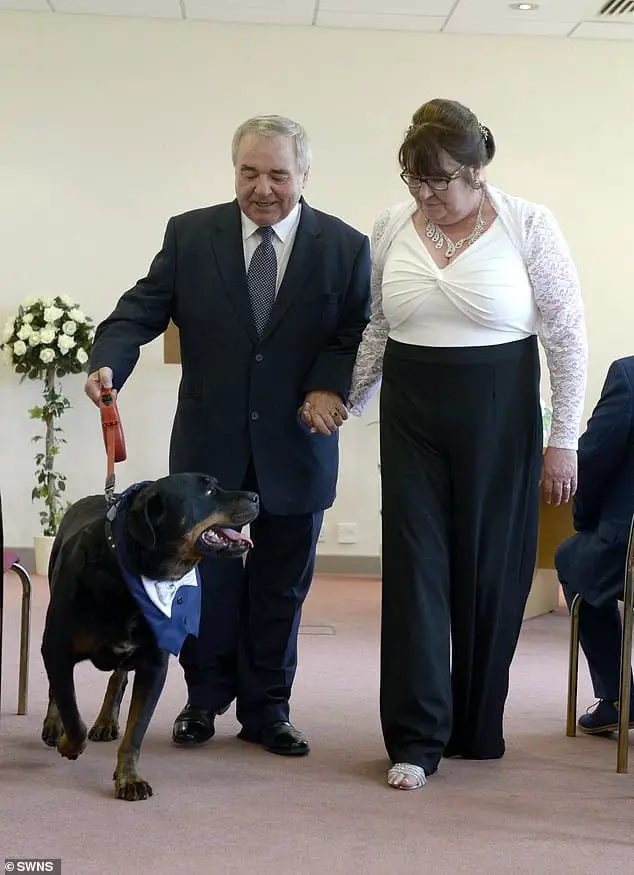 A Protective Rottie And Best Man In A Wedding Saves His Owner From Slipping Into A Diabetic Coma 4 protective rottie