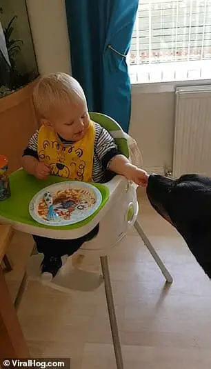Watch How This Adorable Toddler Giggles When He Was Feeding The Pet Rottie Bronson 1 feeding the pet Rottie
